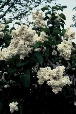 Gartenflieder Syringa vulgaris 'Mme Lemoine' Strauch 80-100 Topf 12 ltr. (C12) Syringa vulgaris 'Mme Lemoine' Strauch 80-100 cm