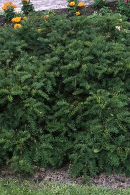 Taxus baccata 'Repandens'