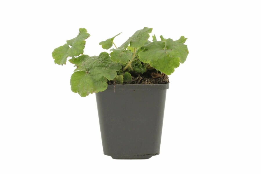 Falsche Alraunwurzel Tellima grandiflora 5-10 Topf 9x9 cm (P9) Tellima grandiflora