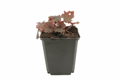 Falsche Alraunwurzel Tellima grandiflora 'Rubra' 5-10 Topf 9x9 cm (P9) Tellima grandiflora 'Rubra'