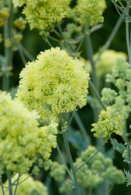 Graublättrige Wiesenraute Thalictrum flavum subsp. glaucum 5-10 Topf 9x9 cm (P9)