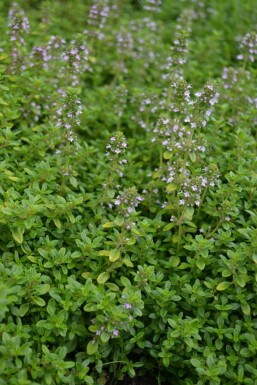 Zitronen-Thymian Thymus citriodorus 'Bertram Anderson' 5-10 Topf 9x9 cm (P9) Thymus citriodorus 'Bertram Anderson'