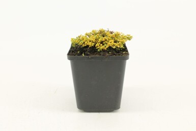 Zitronen-Thymian Thymus citriodorus 'Bertram Anderson' 5-10 Topf 9x9 cm (P9) Thymus citriodorus 'Bertram Anderson'