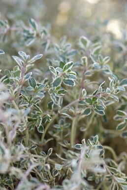 Weißbunter Zitronen-Tyhmian Thymus citriodorus 'Silver Queen' 5-10 Topf 9x9 cm (P9) Thymus citriodorus 'Silver Queen'