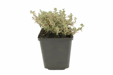 Weißbunter Zitronen-Tyhmian Thymus citriodorus 'Silver Queen' 5-10 Topf 9x9 cm (P9) Thymus citriodorus 'Silver Queen'