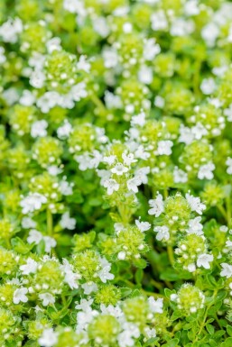 Wollthymian Thymus praecox 'Albiflorus' 5-10 Topf 9x9 cm (P9) Thymus praecox 'Albiflorus'