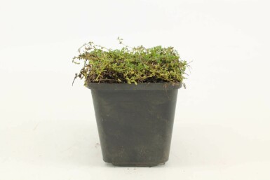 Wollthymian Thymus praecox 'Albiflorus' 5-10 Topf 9x9 cm (P9) Thymus praecox 'Albiflorus'