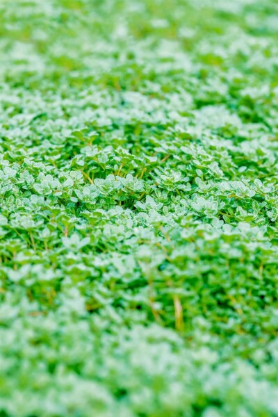 Garten-Thymian Thymus praecox 'Minor' 5-10 Topf 9x9 cm (P9) Thymus praecox 'Minor'