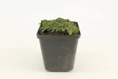 Garten-Thymian Thymus praecox 'Minor' 5-10 Topf 9x9 cm (P9)