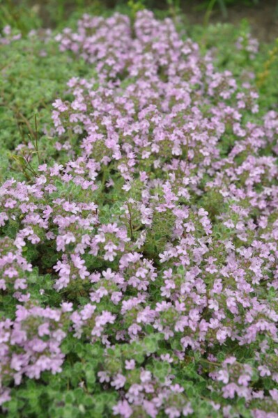 Woll-Thymian (Thymus Praecox) – Robuster Bodendecker Mit Rosa Blüten, Im 0,5-Liter-Topf