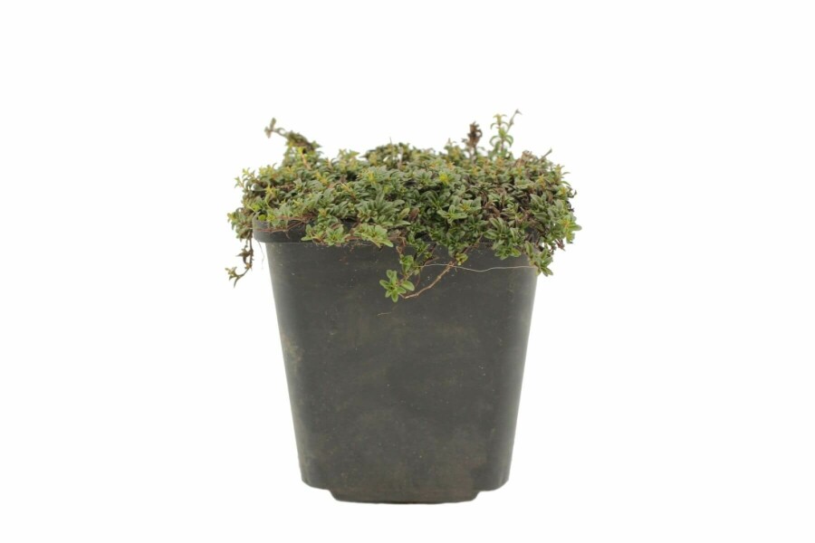 Garten-Thymian Thymus praecox 'Purple Beauty' 5-10 Topf 9x9 cm (P9) Thymus praecox 'Purple Beauty'