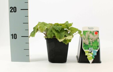 Herzblättrige Schaumblüte Tiarella cordifolia 5-10 Topf 9x9 cm (P9)