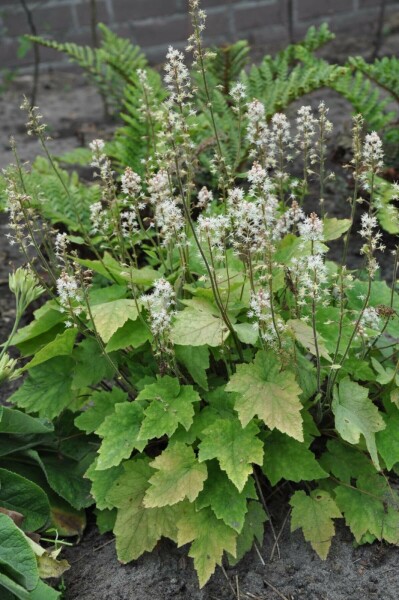 Amerikanische Schaumblüte Tiarella wherryi 5-10 Topf 9x9 cm (P9) Tiarella wherryi