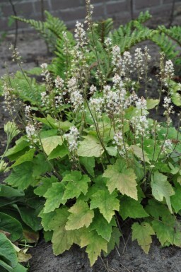 Amerikanische Schaumblüte Tiarella wherryi 5-10 Topf 9x9 cm (P9)