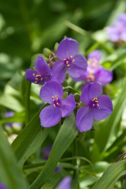 Dreimasterblume Tradescantia 'Zwanenburg Blue' 5-10 Topf 9x9 cm (P9)