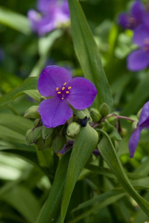 Dreimasterblume Tradescantia 'Zwanenburg Blue' 5-10 Topf 9x9 cm (P9) Tradescantia 'Zwanenburg Blue'