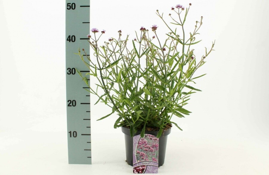 Eisenkraut Verbena bonariensis 'Lollipop' 10-15 Topf 2 ltr. (C2) Verbena bonariensis 'Lollipop'