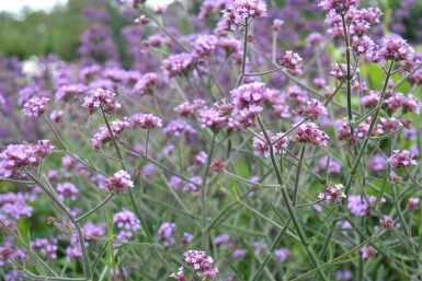 Eisenkraut Verbena bonariensis 'Lollipop' 5-10 Topf 9x9 cm (P9)