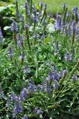 Scheinährige Garten-Ehrenpreis Veronica spicata 'Inspire Blue' 5-10 Topf 9x9 cm (P9)