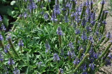 Scheinährige Garten-Ehrenpreis Veronica spicata 'Inspire Blue' 5-10 Topf 9x9 cm (P9) Veronica spicata 'Inspire Blue'