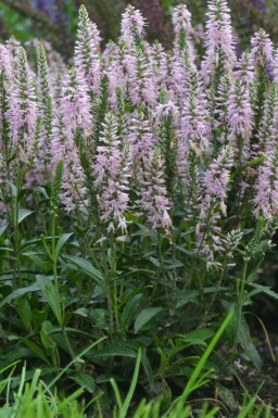 Scheinährige Garten-Ehrenpreis Veronica spicata 'Inspire Pink' 5-10 Topf 9x9 cm (P9) Veronica spicata 'Inspire Pink'