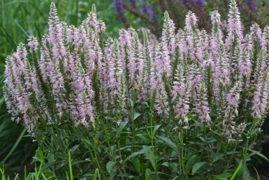 Scheinährige Garten-Ehrenpreis Veronica spicata 'Inspire Pink' 5-10 Topf 9x9 cm (P9)