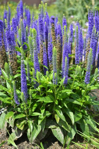 Ehrenpreis Veronica spicata 'Ulster Blue Dwarf' 10-15 Topf 2 ltr. (C2) Veronica spicata 'Ulster Blue Dwarf'