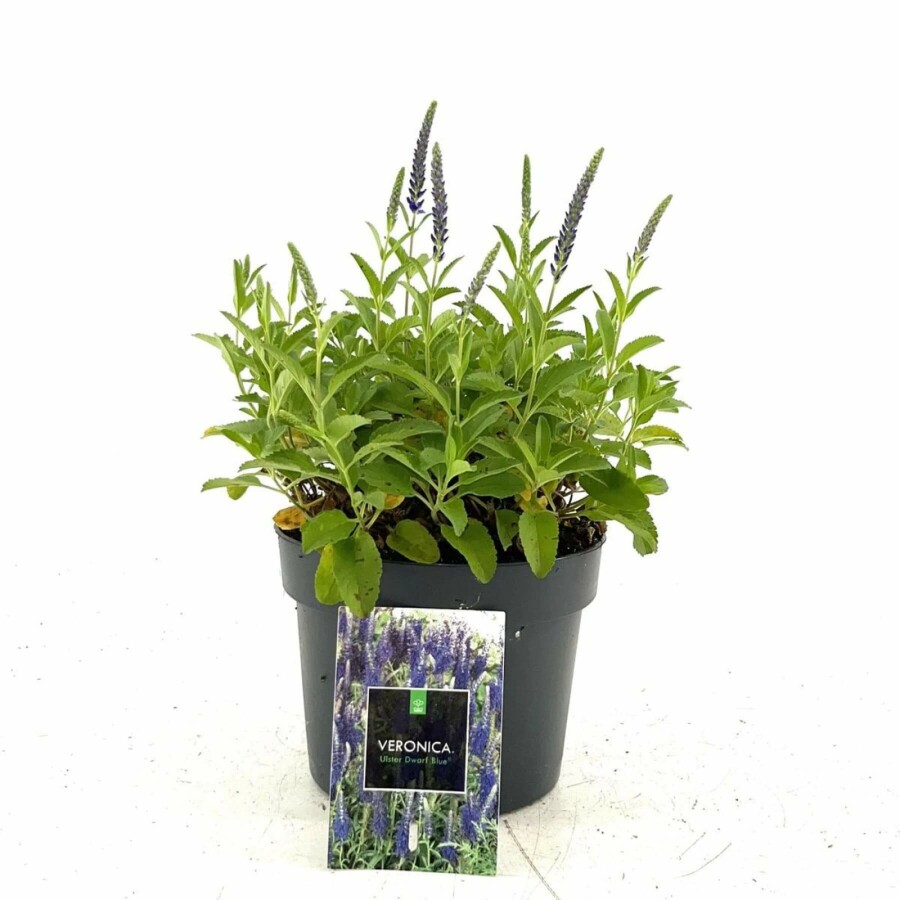 Ehrenpreis Veronica spicata 'Ulster Blue Dwarf' 10-15 Topf 2 ltr. (C2) Veronica spicata 'Ulster Blue Dwarf'