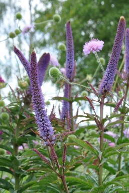 Kandelaber-Ehrenpreis Veronicastrum sibiricum 'Red Arrows' 5-10 Topf 9x9 cm (P9) Veronicastrum sibiricum 'Red Arrows'
