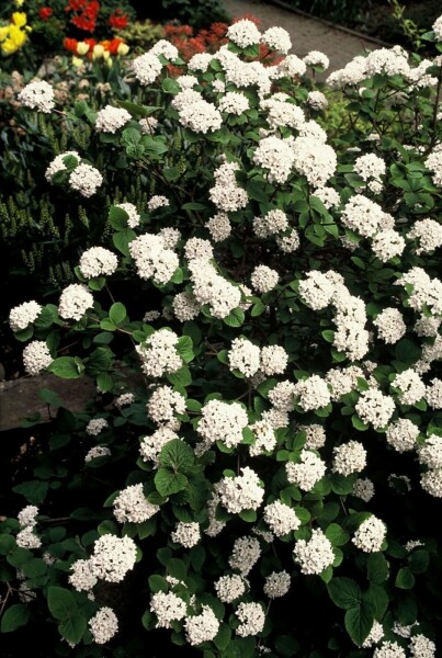 Korea-Duft-Schneeball Viburnum carlesii Strauch 40-50 Topf 12 ltr. (C12) Viburnum carlesii Strauch 40-50 cm