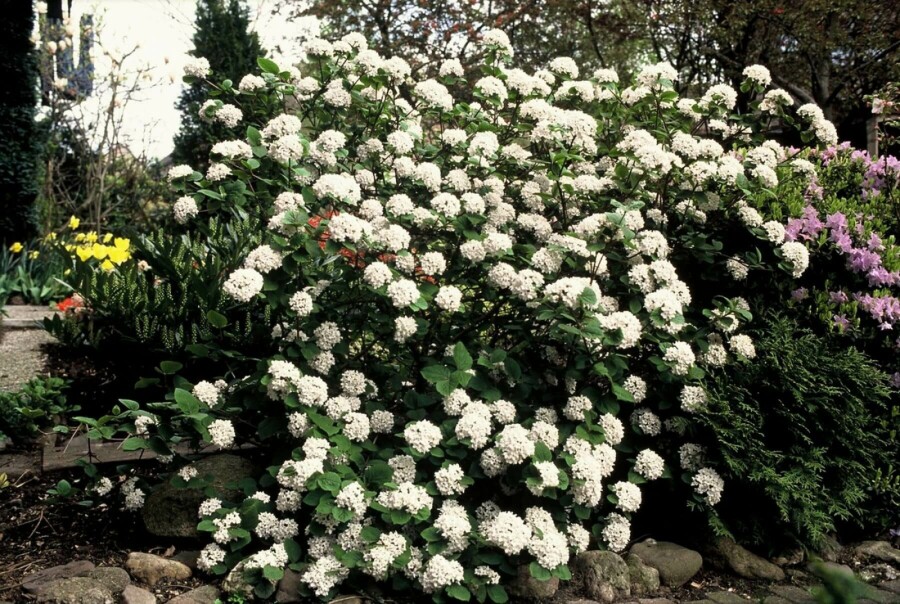 Korea-Duft-Schneeball Viburnum carlesii Strauch 40-50 Topf 12 ltr. (C12) Viburnum carlesii Strauch 40-50 cm