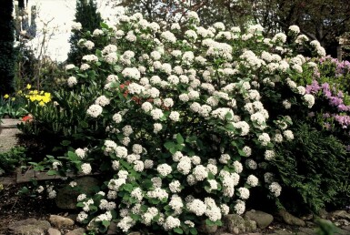 Korea-Duft-Schneeball Viburnum carlesii Strauch 40-50 Topf 12 ltr. (C12) Viburnum carlesii Strauch 40-50 cm