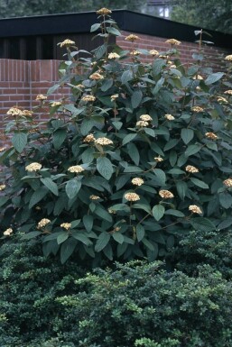 Runzelblättriger Schneeball Viburnum rhytidophyllum Strauch 30-40 Topf 3 ltr. (C3)