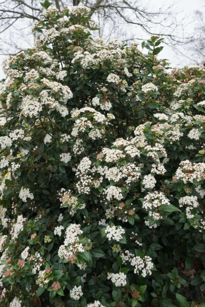 Mittelmeer-Schneeball Viburnum tinus Strauch 40-50 Topf 10 ltr. (C10) Viburnum tinus Strauch 40-50 cm