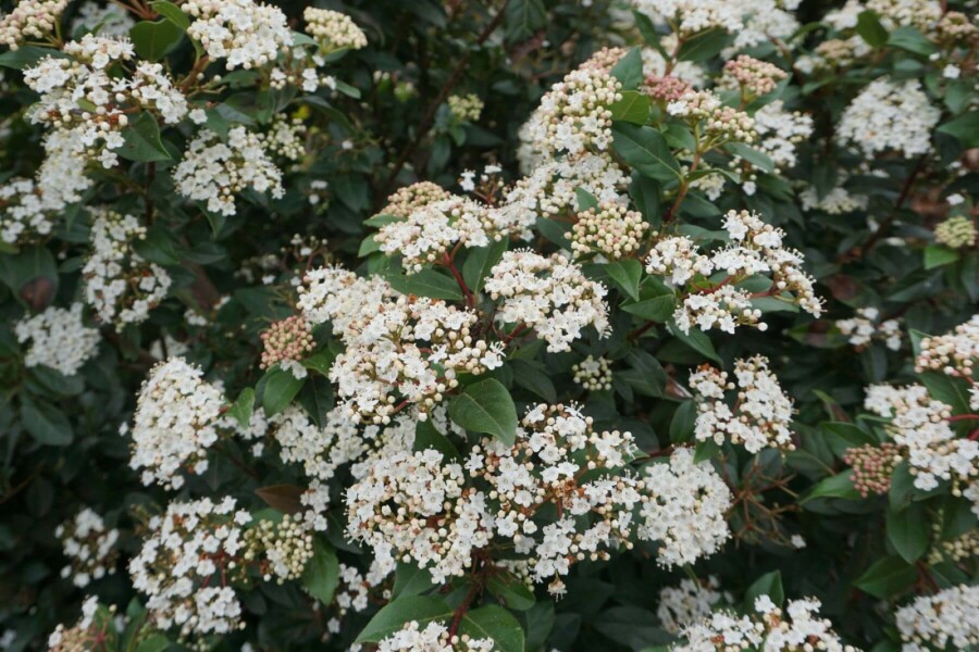 Mittelmeer-Schneeball Viburnum tinus Strauch 40-50 Topf 10 ltr. (C10) Viburnum tinus Strauch 40-50 cm