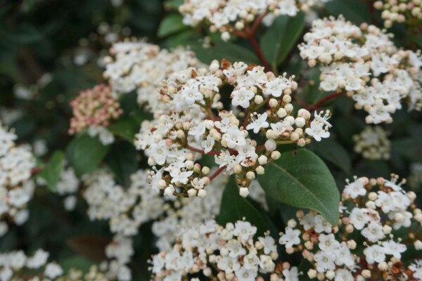 Viburnum tinus Strauch 40-50 cm