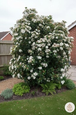 Viburnum tinus Strauch 40-50 cm