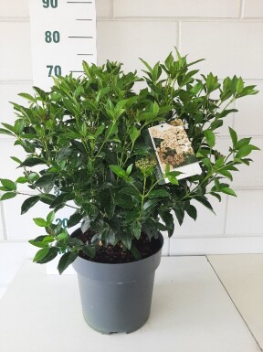 Viburnum tinus Strauch 40-50 cm