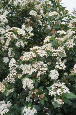 Mittelmeer-Schneeball Viburnum tinus Strauch 15-20 Topf 1,3 ltr. (P13) Viburnum tinus Strauch 15-20 cm