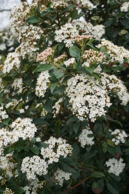 Mittelmeer-Schneeball Viburnum tinus Strauch 15-20 Topf 1,3 ltr. (P13) Viburnum tinus Strauch 15-20 cm