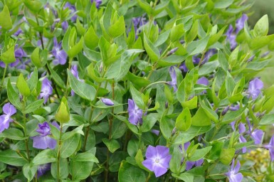 Großes Immergrün Vinca major 10-15 Topf 2 ltr. (C2) Vinca major