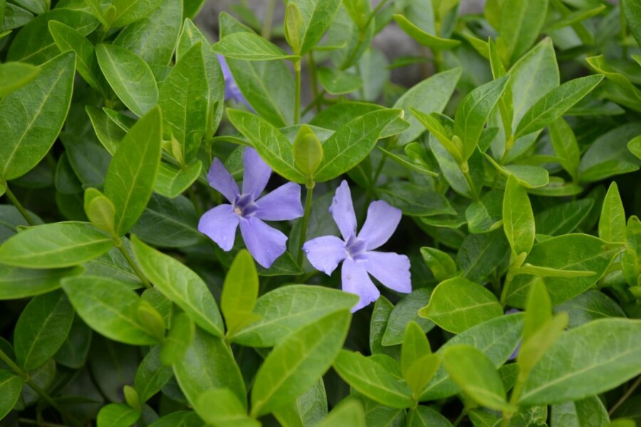 Kleines Immergrün Vinca minor 10-15 Topf 2 ltr. (C2) Vinca minor