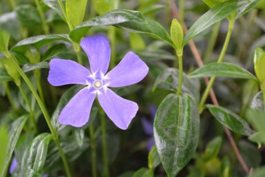 Kleines Immergrün Vinca minor 10-15 Topf 2 ltr. (C2) Vinca minor