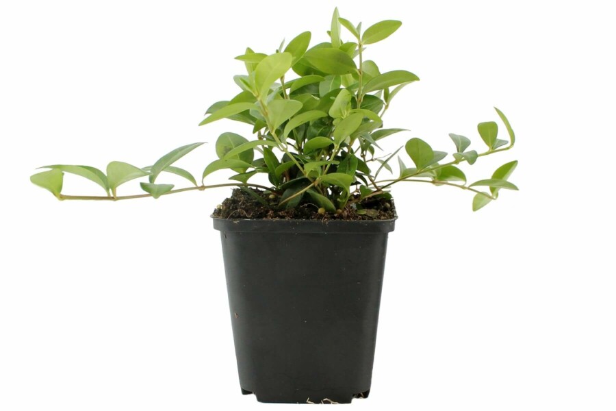 Kleines Immergrün Vinca minor 5-10 Topf 9x9 cm (P9) Vinca minor