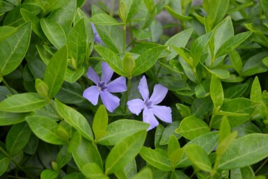 Kleines Immergrün Vinca minor 5-10 Topf 9x9 cm (P9) Vinca minor