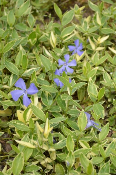 Kleinblättriges weißbuntes Immergrün Vinca minor 'Argenteovariegata' 10-15 Topf 2 ltr. (C2) Vinca minor 'Argenteovariegata'