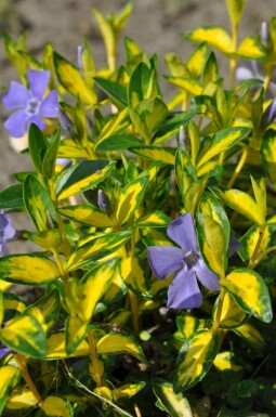 Kleines gelbbuntes Immergrün Vinca minor 'Illumination' 10-15 Topf 2 ltr. (C2) Vinca minor 'Illumination'