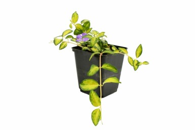 Kleines gelbbuntes Immergrün Vinca minor 'Illumination' 10-15 Topf 2 ltr. (C2) Vinca minor 'Illumination'