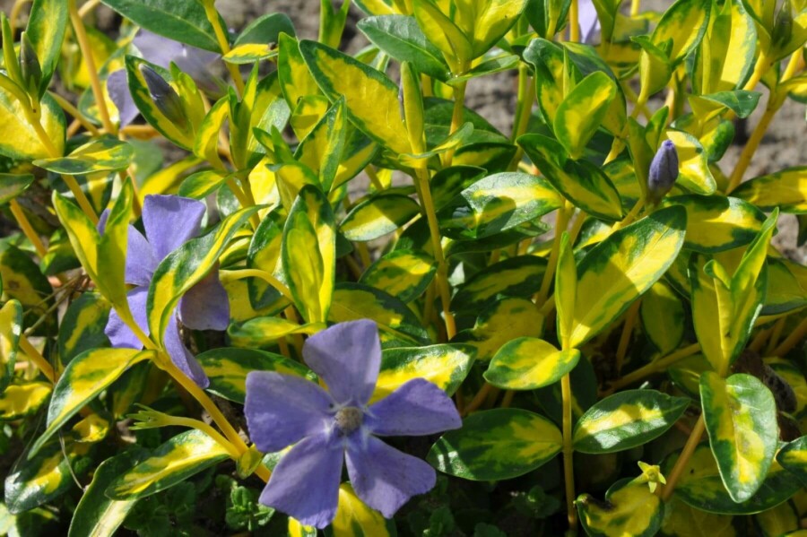 Kleines gelbbuntes Immergrün Vinca minor 'Illumination' 10-15 Topf 2 ltr. (C2) Vinca minor 'Illumination'