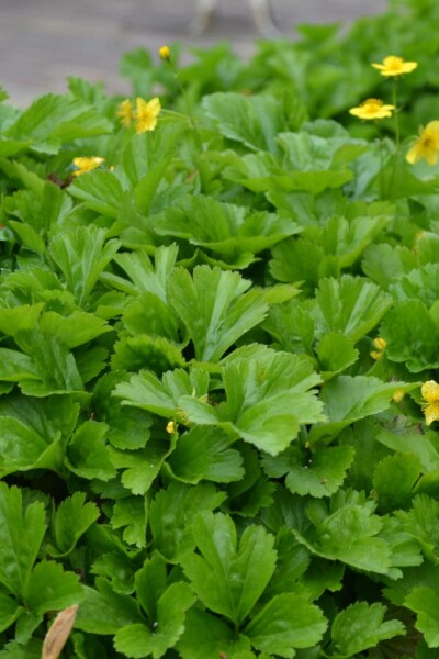 Teppich-Golderdbeere Waldsteinia ternata 5-10 Topf 9x9 cm (P9) Waldsteinia ternata